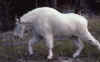 C Rockies 038 Sep-1981 Billy Goat.jpg (115078 bytes)