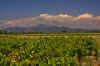 Vineyards_1.JPG (227968 bytes)