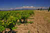Vineyards_2.JPG (274495 bytes)
