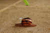Escargot_4.JPG (120359 bytes)