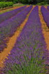 Lavender_02.JPG (301202 bytes)