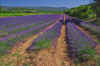 Lavender_07.JPG (310135 bytes)