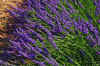 Lavender_08.JPG (301206 bytes)
