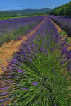 Lavender_17.JPG (317888 bytes)