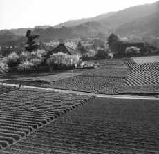 1953_Japan_Mitake_258.jpg (2003254 bytes)