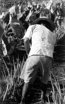 1953_Japan_People_065.jpg (565839 bytes)