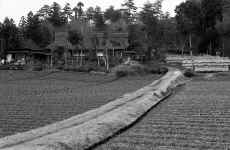 1953_Japan_People_142.jpg (591333 bytes)