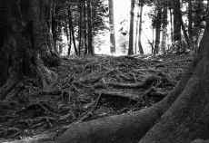 1953_Japan_People_166.jpg (587445 bytes)