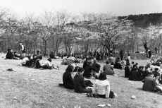 1953_Japan_Sakura_Day_Komachi-En_314.jpg (1449152 bytes)