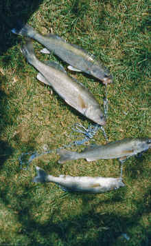 1949 Walleyes L Wapogassett.jpg (2852756 bytes)