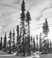 1951-52_Goose_Bay_Labrador_655.jpg (13384825 bytes)