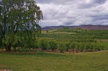 1953 Moses Lake Near Wenatchee Spring 291.jpg (2431903 bytes)