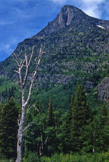 1954 Glacier National Park 392.jpg (2306397 bytes)