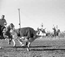 1954_early_Soap_Lake_WA_Rodeo_213.jpg (2236392 bytes)