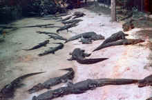 1956 Florida 400.jpg (2765791 bytes)