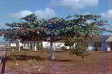 1957 Florida 446 Trinidad.jpg (3020508 bytes)