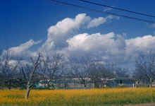 1959-03_JL_Blilie_Family_163_Simi_Valley.jpg (2079621 bytes)