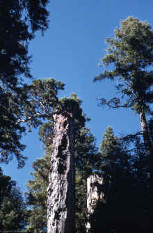 1959-07_JL_Blilie_Family_150.jpg (3039924 bytes)