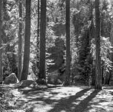 1959_Sequoia_National_Park_780.jpg (16402005 bytes)