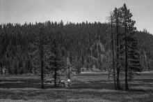 1960-06_JL_Blilie_Family_176_Squaw_Valley.jpg (1880382 bytes)