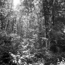 1963-07_Charles_L_Blilie_Mitchell_Lake_631.jpg (16878575 bytes)