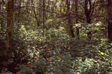 1963-07_JLBlilie_Family_331_Mitchell_Lk.jpg (3999589 bytes)