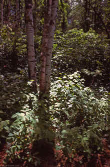 1963-07_JLBlilie_Family_332_Mitchell_Lk.jpg (2936341 bytes)