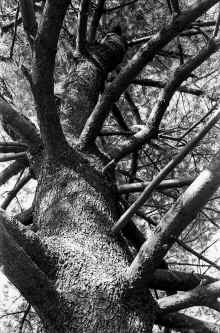 1965-Fall_Robin_Hill_Tower_169.jpg (4847147 bytes)