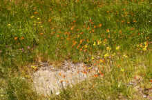 1966-06_JLBlilie_Family_412_Moosehead_Lk_ME.jpg (6053376 bytes)