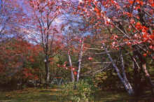 1966-10_JLBlilie_Family_430_Chelmsford.jpg (4915285 bytes)