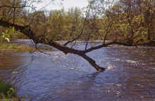 1970-05_JL_Blilie_Family_557_Apple_River.jpg (2909974 bytes)