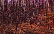 1971-09_JL_Blilie_Family_600.jpg (3729255 bytes)