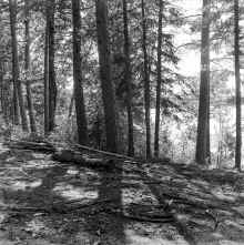 1973_circa_Mitchell_Lake_425.jpg (18992385 bytes)