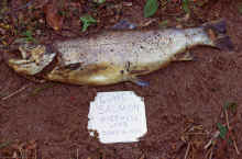 1974-06_JL_Blilie_Family_714_Mitchell_Lk.jpg (3146418 bytes)