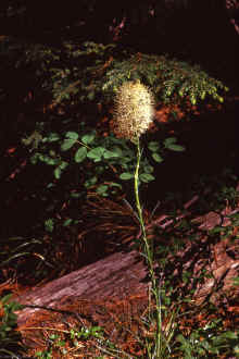 1974-07_JL_Blilie_Family_701_Glacier_NP.jpg (1757285 bytes)