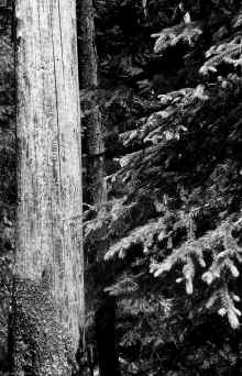 1974_Glacier_National_Park_NP_Trip_918.jpg (3793635 bytes)