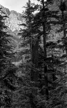 1974_Glacier_National_Park_NP_Trip_942.jpg (4866166 bytes)