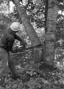 1974_Logging_Mitchell_Lake_981.jpg (4131183 bytes)