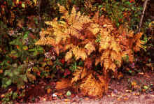 1976-10_JL_Blilie_Family_737_Mitchell_Lk.jpg (4023397 bytes)