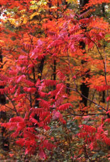 1976-10_JL_Blilie_Family_739_Mitchell_Lk.jpg (2713157 bytes)