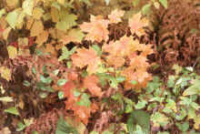 1976-10_JL_Blilie_Family_740_Mitchell_Lk.jpg (1849552 bytes)