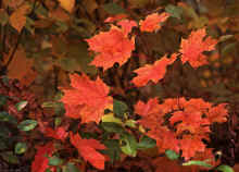 1976-10_JL_Blilie_Family_741_Mitchell_Lk.jpg (1868397 bytes)