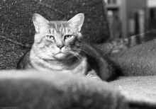 1976_Julie_E_Blilie_Larry_cat_152.jpg (1204923 bytes)