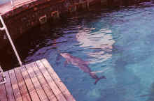 1978-07_JL_Blilie_Family_792_Destin_Gulfarium.jpg (1599584 bytes)