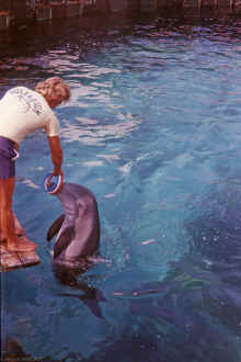 1978-07_JL_Blilie_Family_793_Destin_Gulfarium.jpg (1579828 bytes)