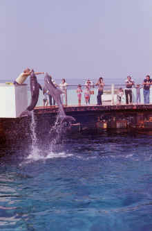 1978-07_JL_Blilie_Family_794_Destin_Gulfarium.jpg (1600981 bytes)