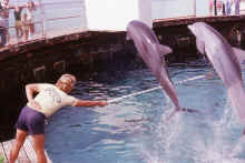 1978-07_JL_Blilie_Family_795_Destin_Gulfarium.jpg (1542814 bytes)