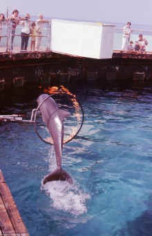 1978-07_JL_Blilie_Family_796_Destin_Gulfarium.jpg (1462870 bytes)