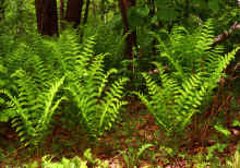 1980-04_JL_Blilie_Family_823_Mitchell_Lk.jpg (2112949 bytes)