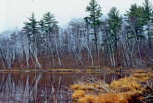 1981-03_JL_Blilie_Family_850.jpg (3613213 bytes)